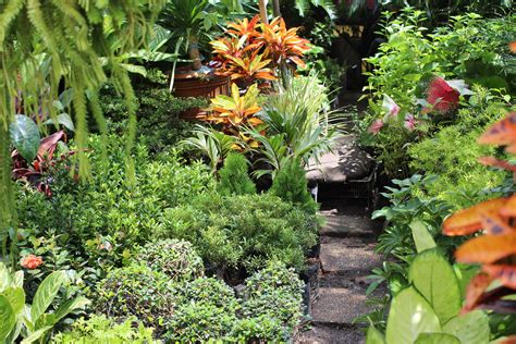  Tropical Plants for the Filipino Garden: A Journey Through the Emerald Tapestry of Biodiversity!